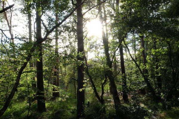 Sonnenlicht im Darßer Wald