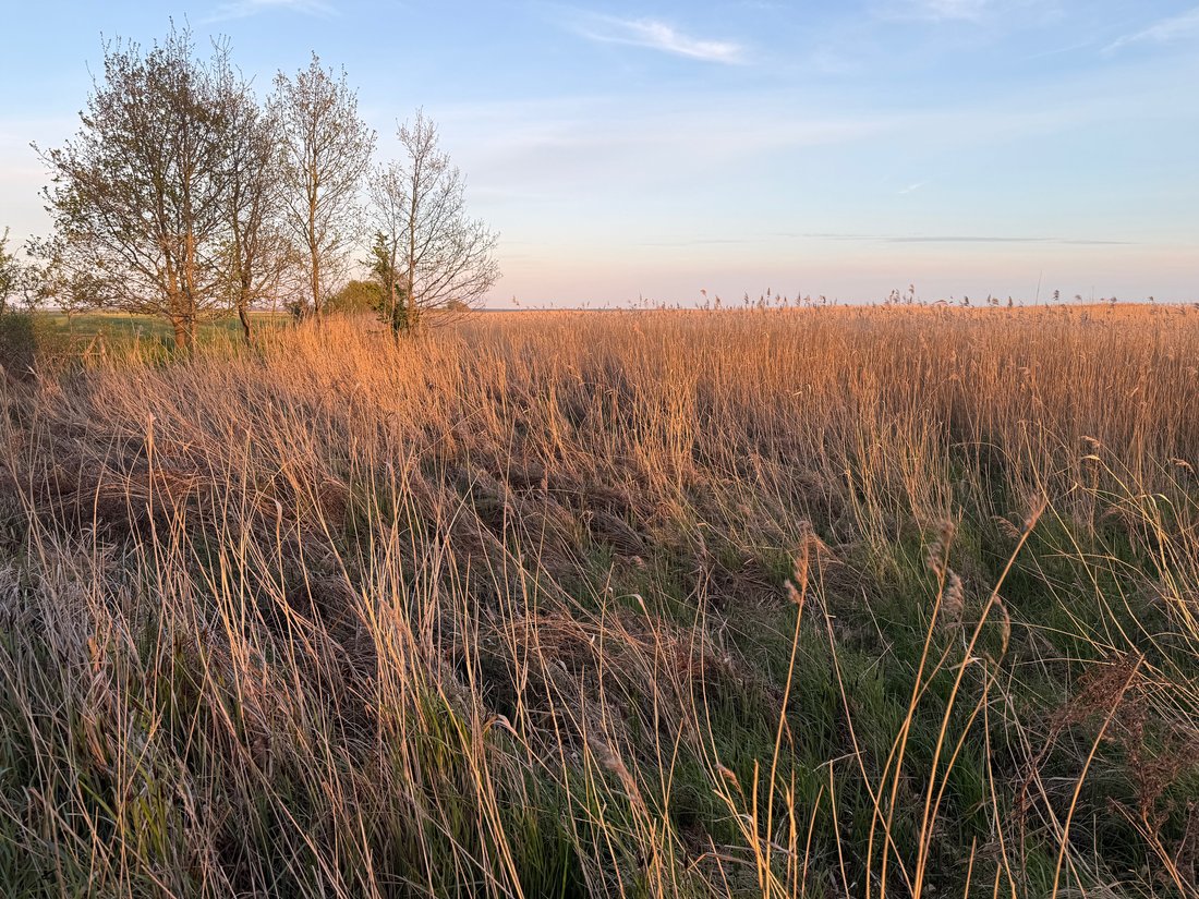 Schilf im Abendlicht am Boddenufer
