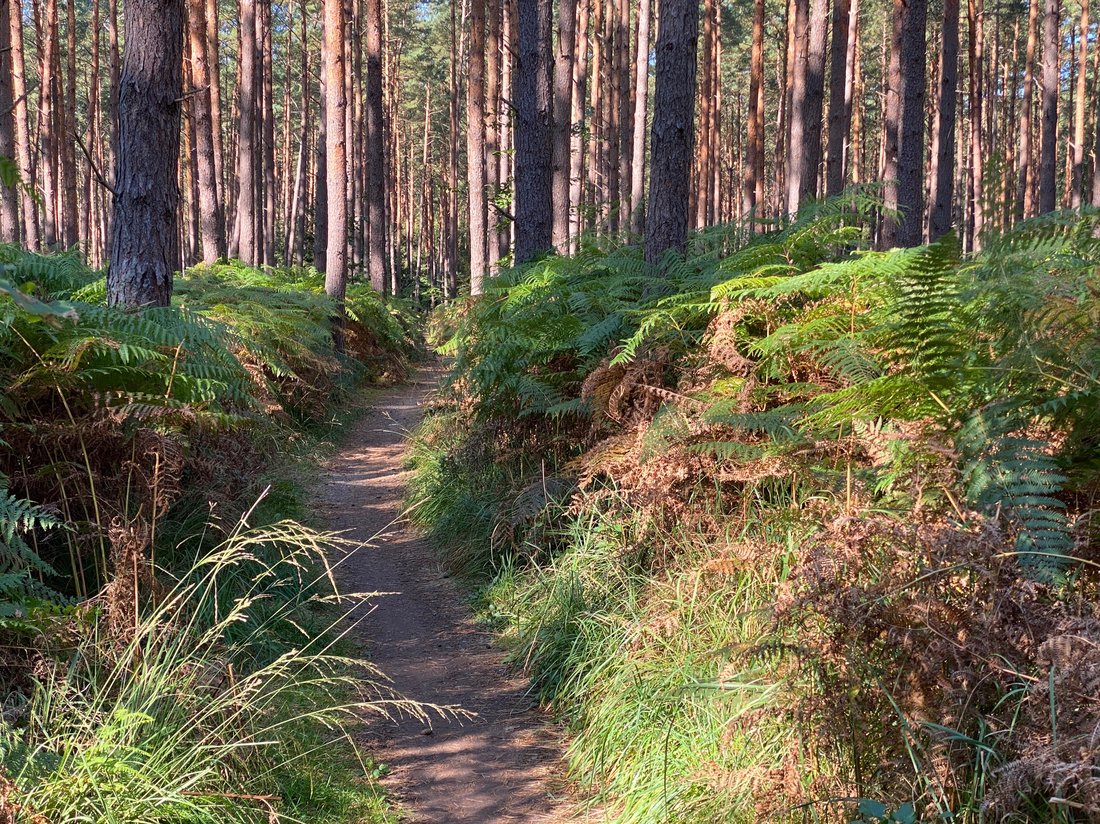 Waldweg durch den Darßer Wald